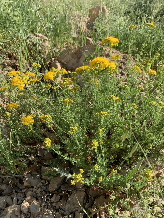 Hypericum scabrum