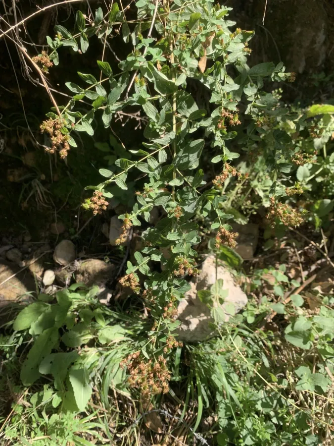 Hypericum tetrapterum