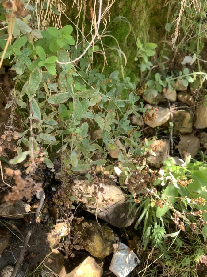 Hypericum tetrapterum