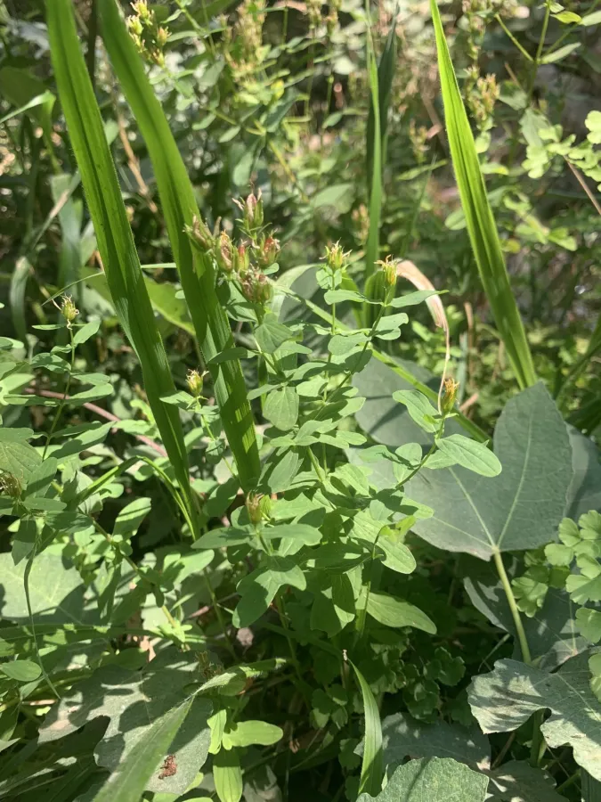 Hypericum tetrapterum