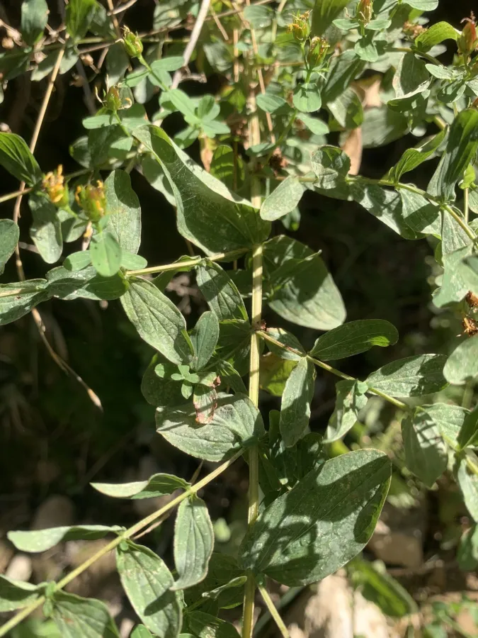 Hypericum tetrapterum