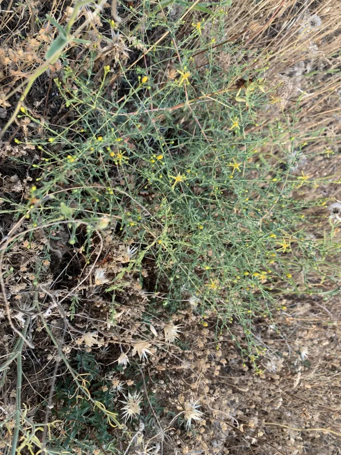Hypericum triquetrifolium