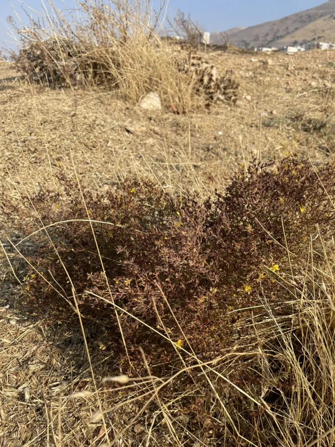Hypericum triquetrifolium