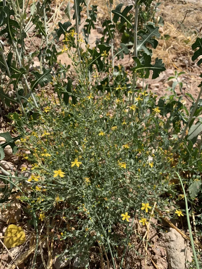 Hypericum triquetrifolium