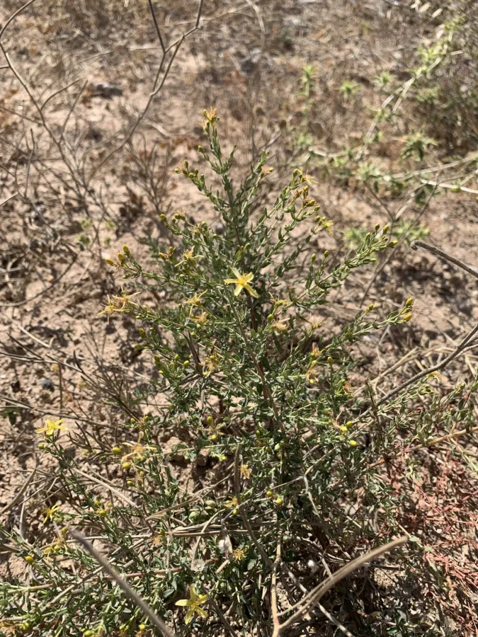 Hypericum triquetrifolium