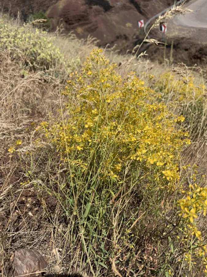 Hypericum vermiculare