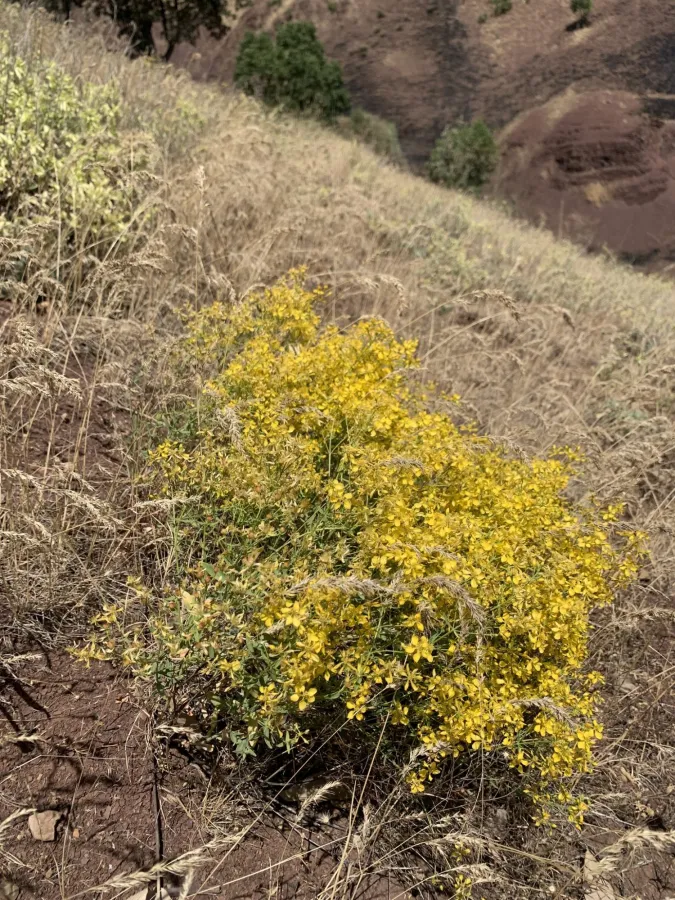 Hypericum vermiculare