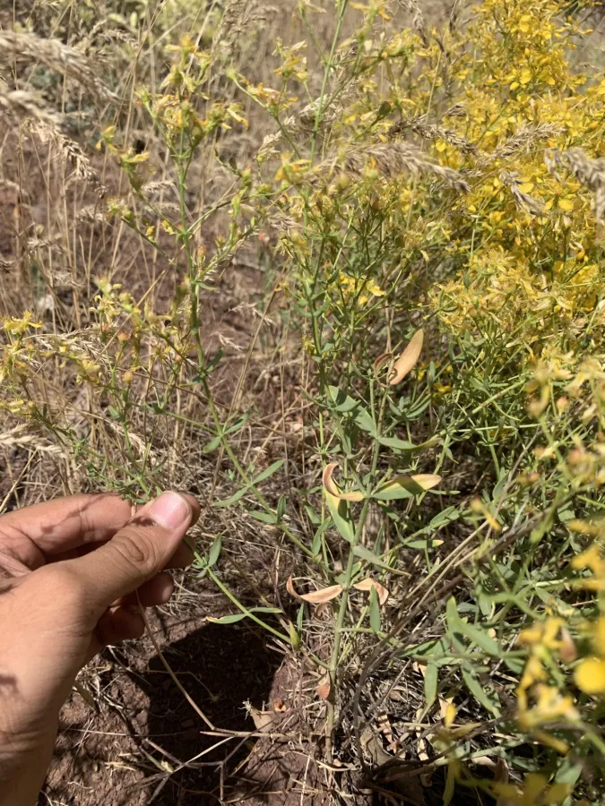Hypericum vermiculare