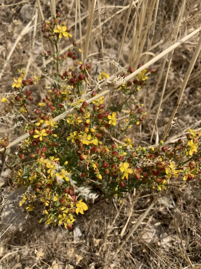 Hypericum vermiculare