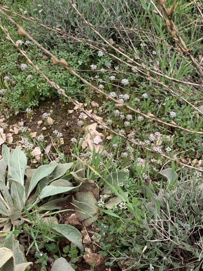 Iberis odorata