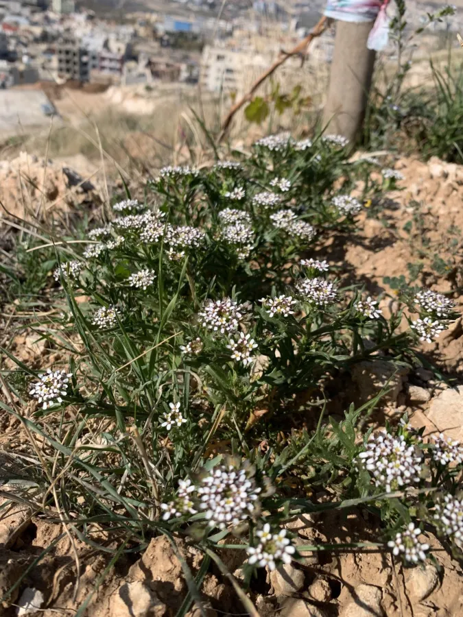 Iberis odorata