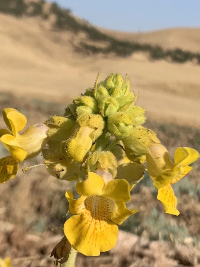 Ibicella lutea