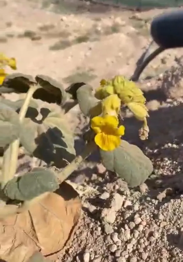 Ibicella lutea