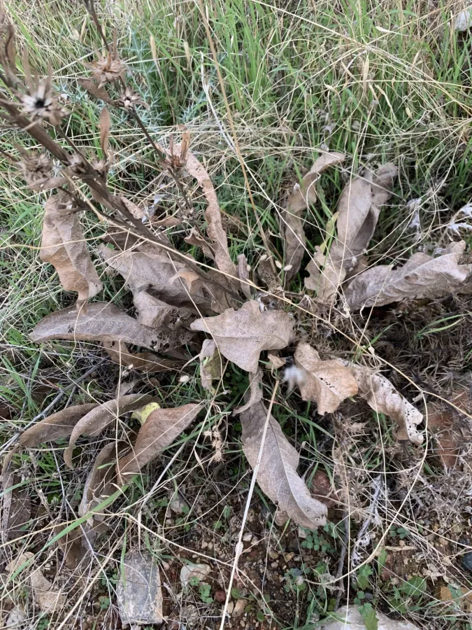 Inula inuloides