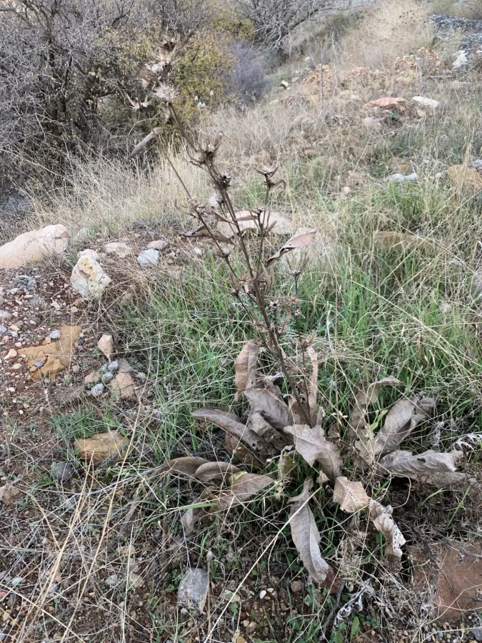 Inula inuloides