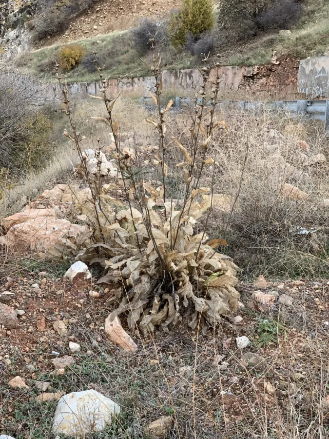 Inula inuloides
