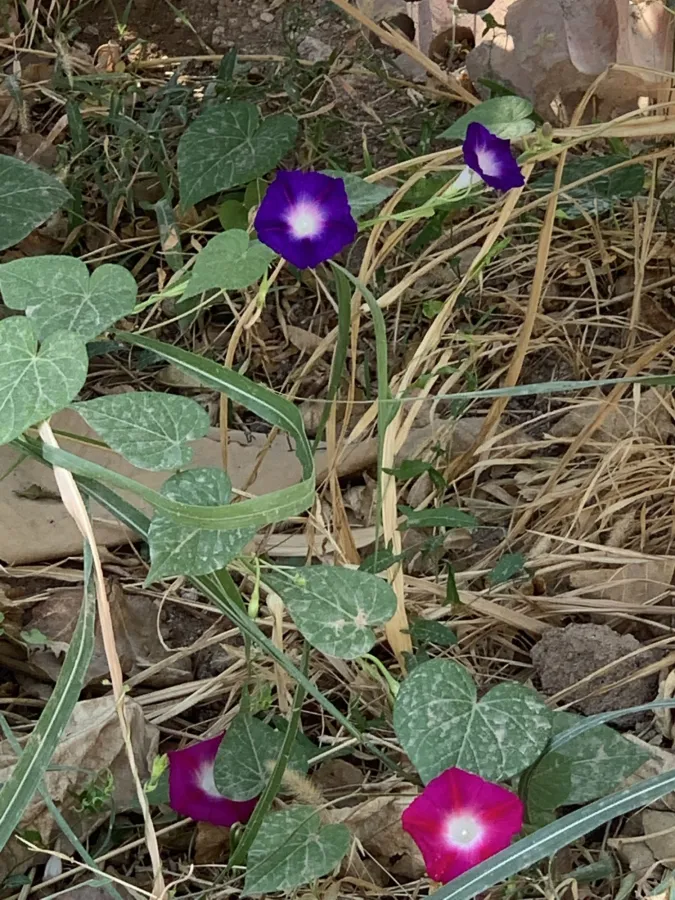Ipomoea purpurea