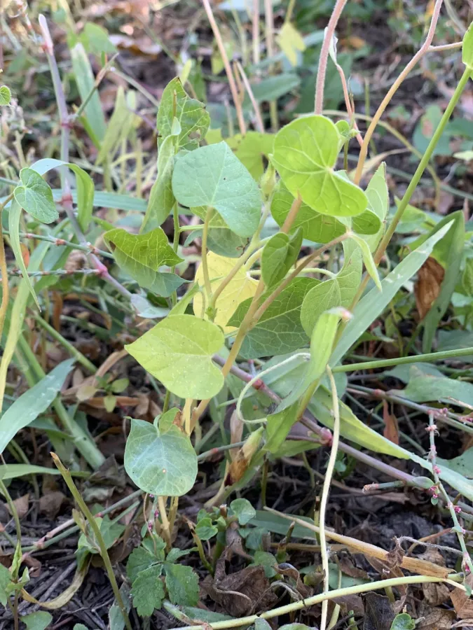 Ipomoea purpurea