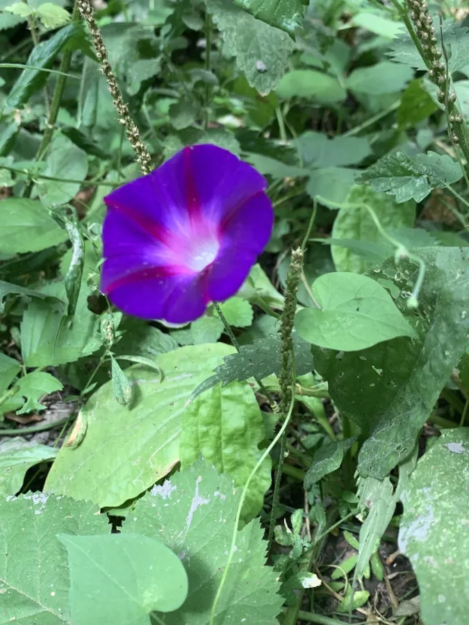 Ipomoea purpurea