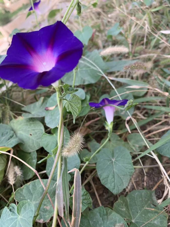 Ipomoea purpurea