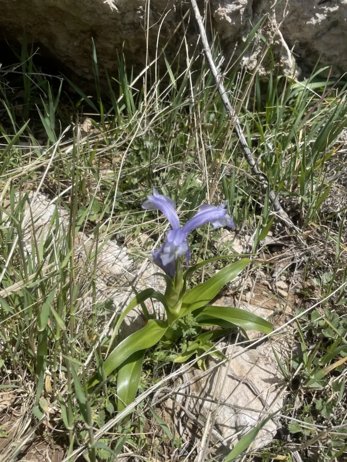 Iris aucheri