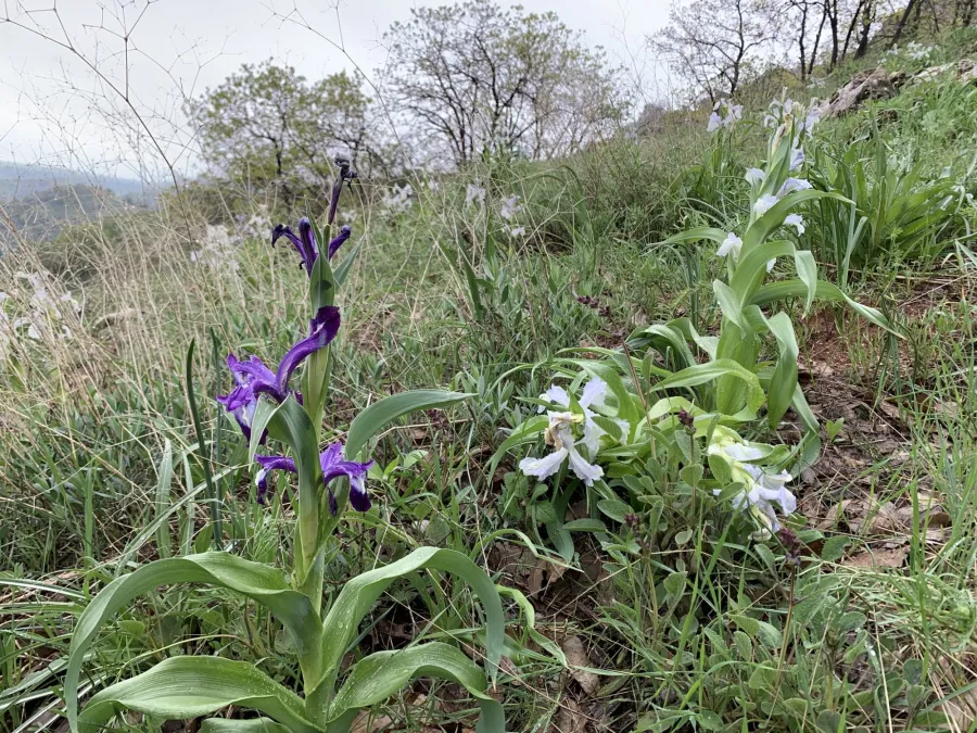 Iris aucheri