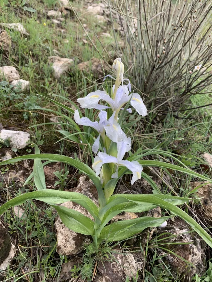Iris aucheri