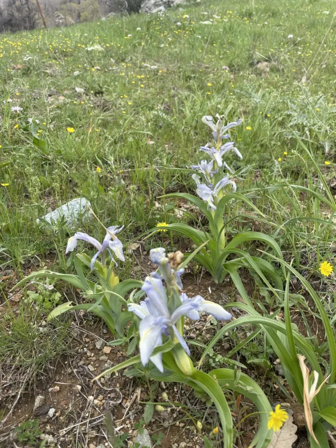 Iris aucheri