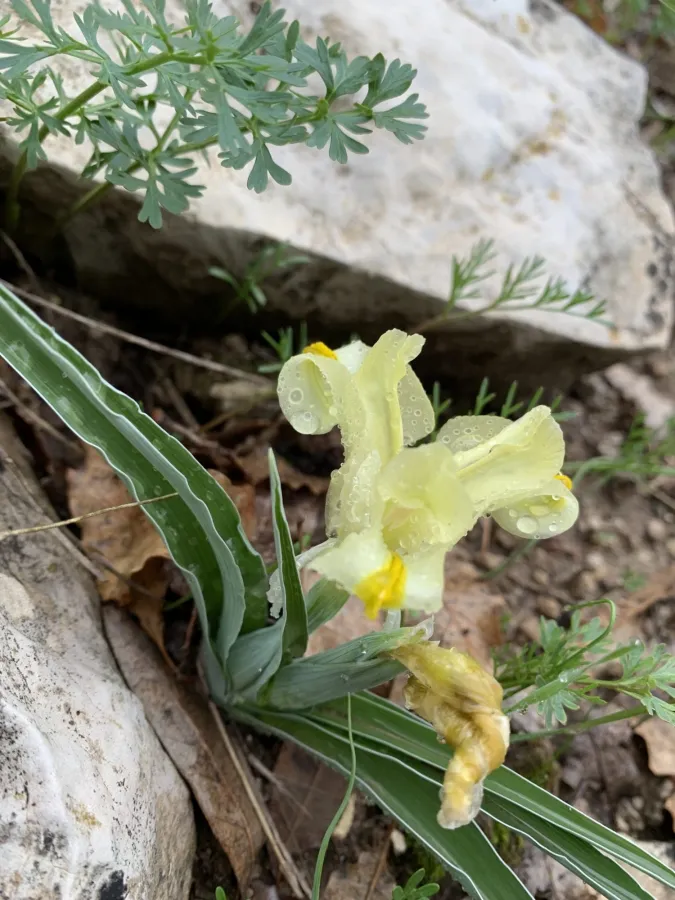 Iris caucasica