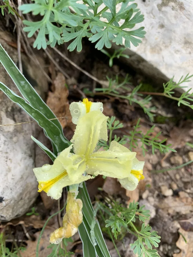 Iris caucasica