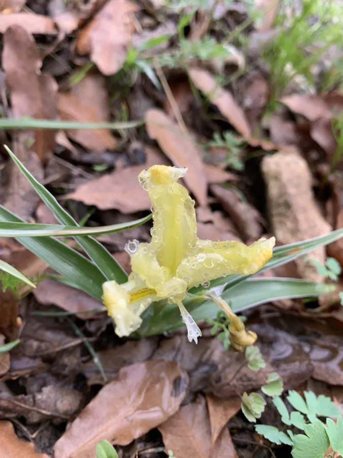 Iris caucasica