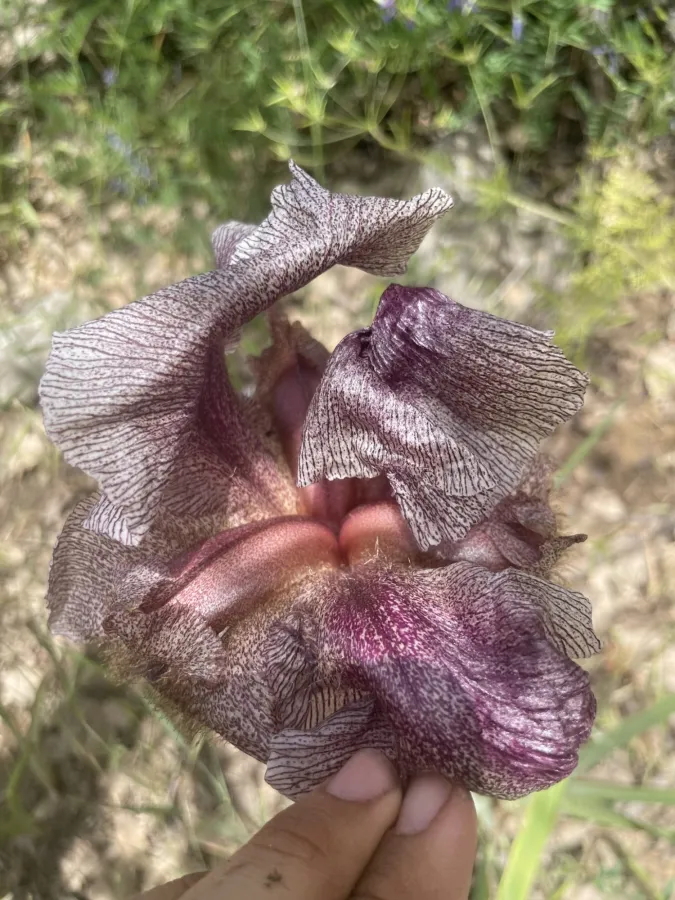 Iris gatesii