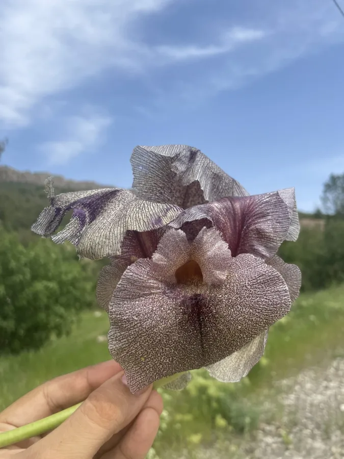 Iris gatesii