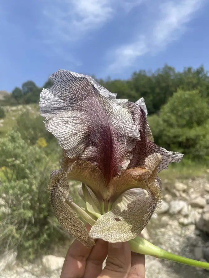 Iris gatesii
