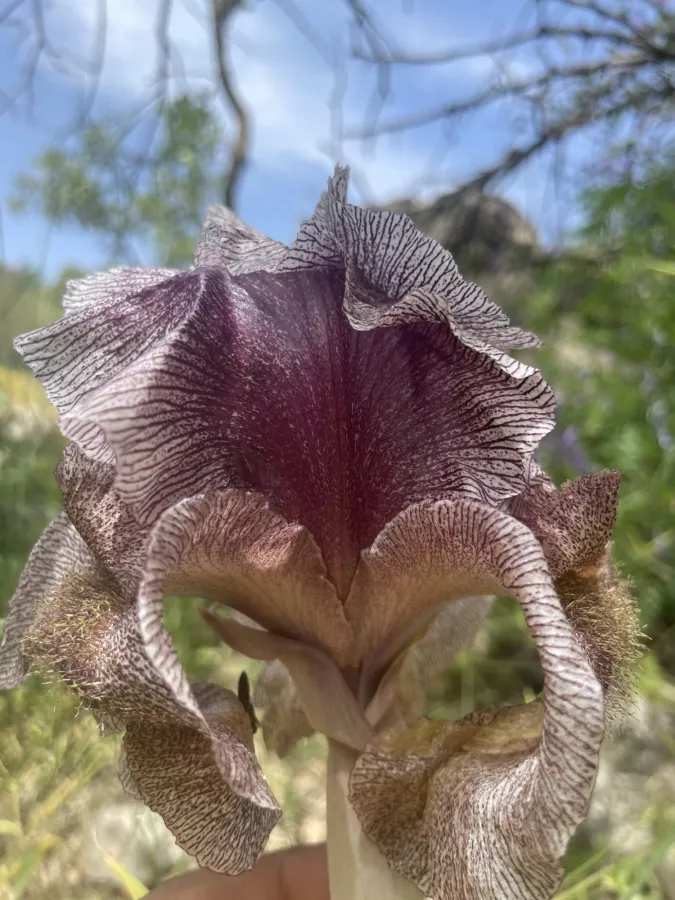 Iris gatesii