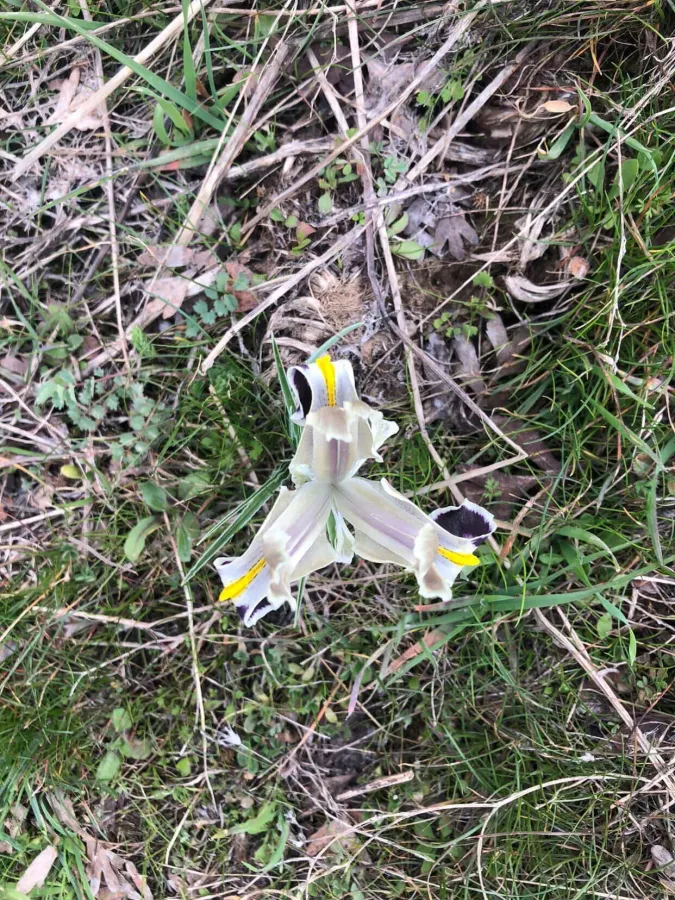 Iris persica