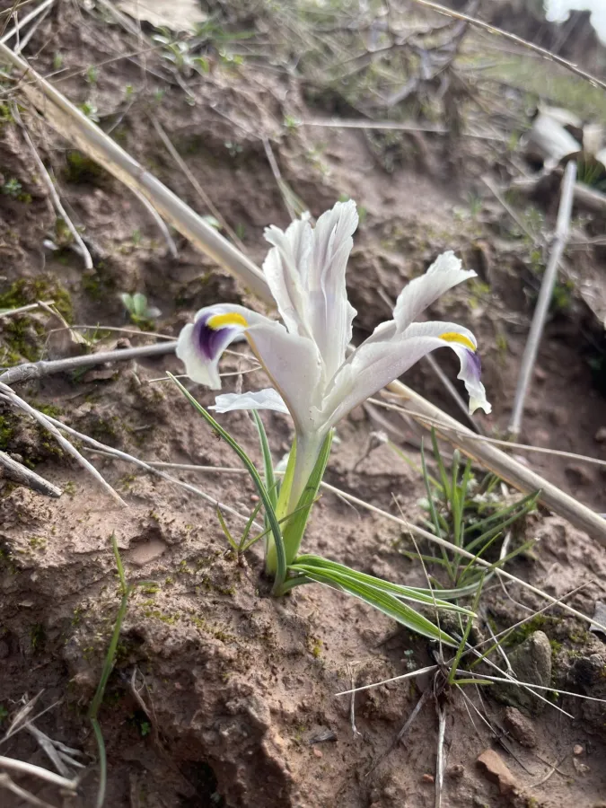 Iris persica