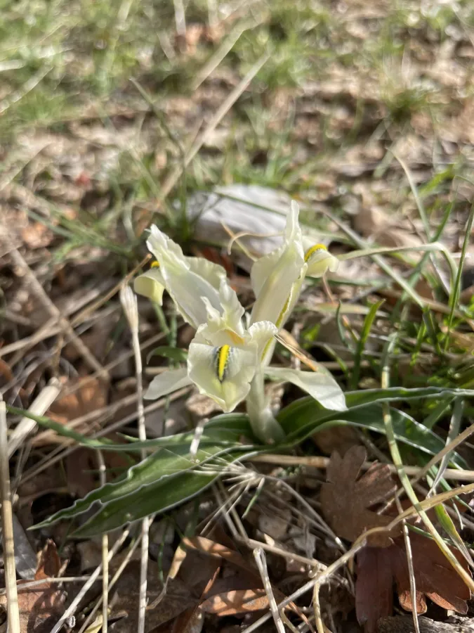 Iris pseudocaucasica