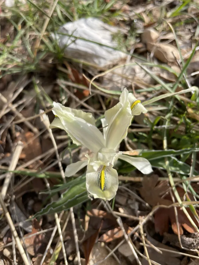Iris pseudocaucasica