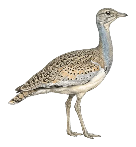Macqueen’s Bustard
