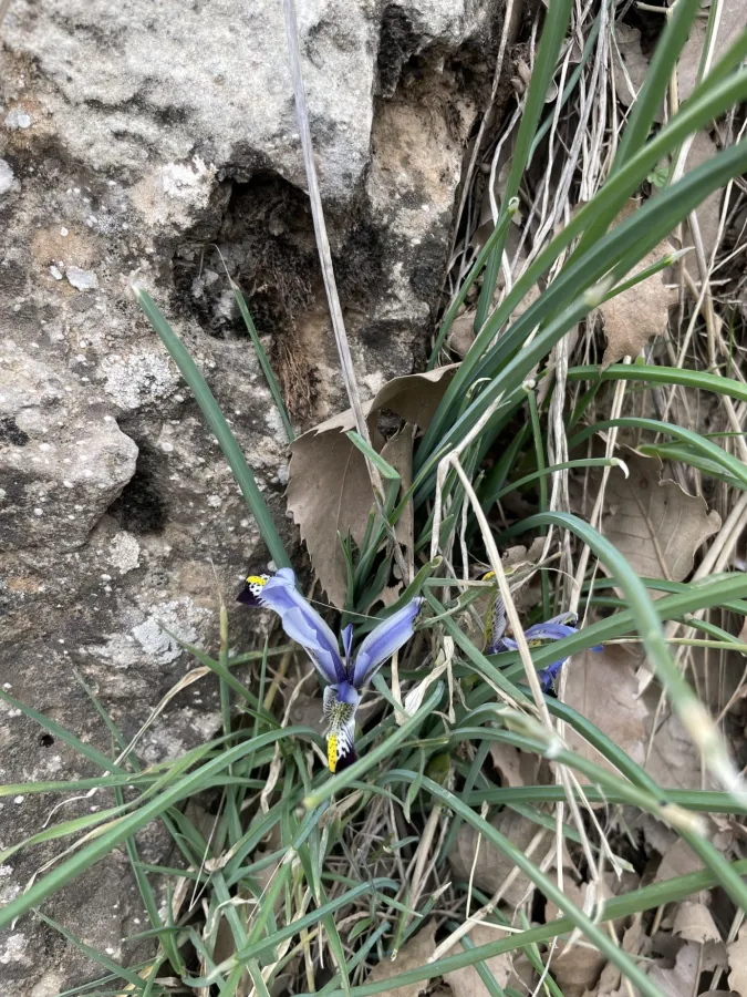 Iris reticulata