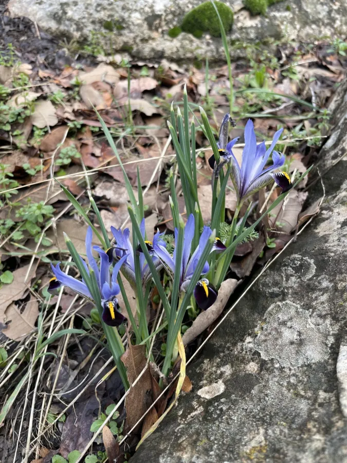 Iris reticulata
