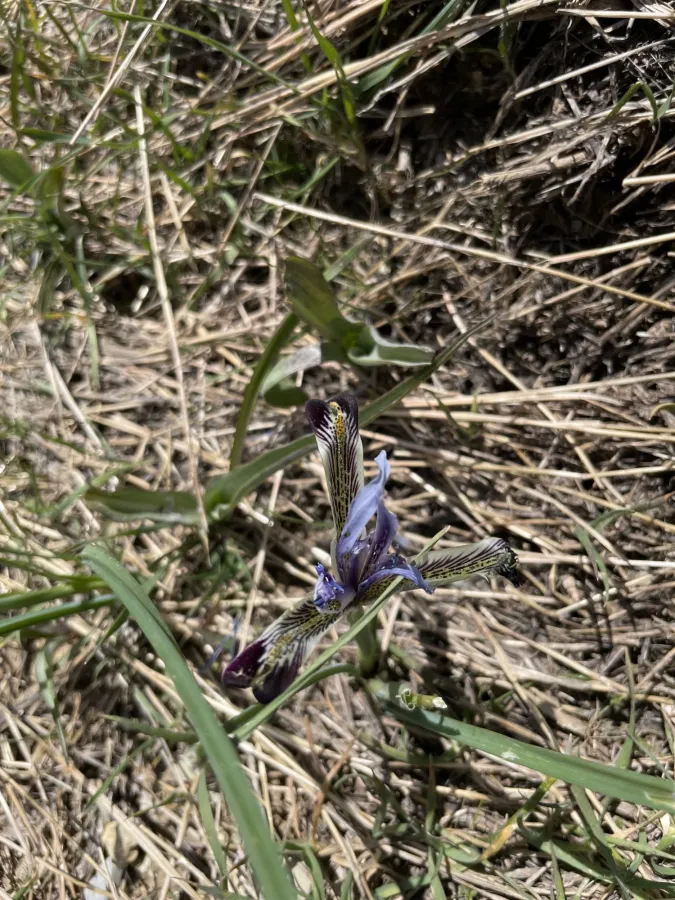 Iris reticulata