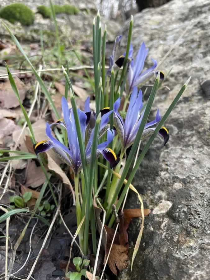 Iris reticulata