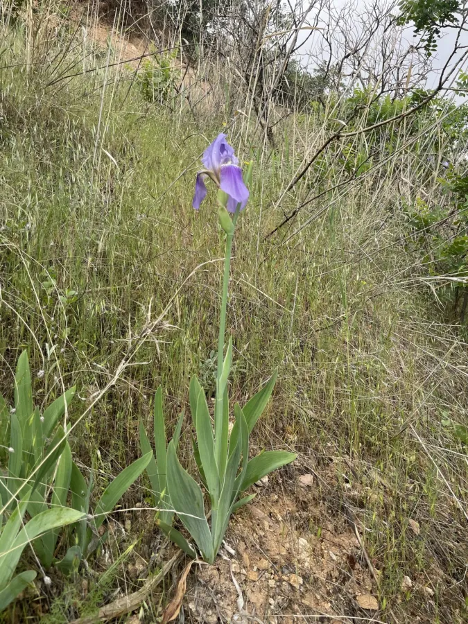 Iris x