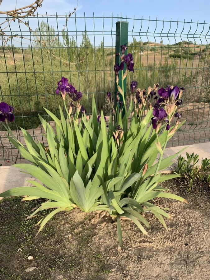 Iris x