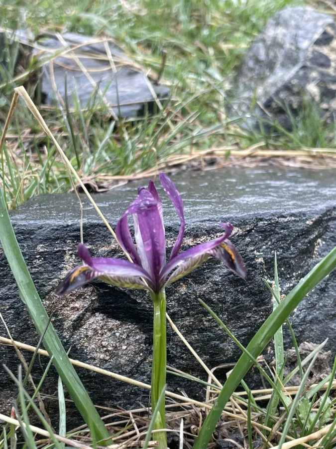 Iris zagrica