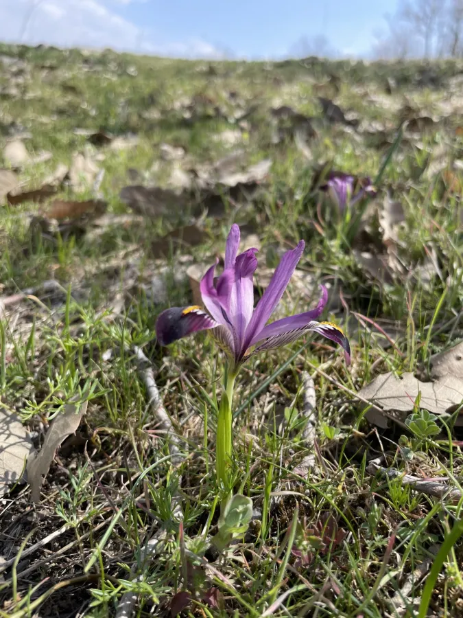 Iris zagrica