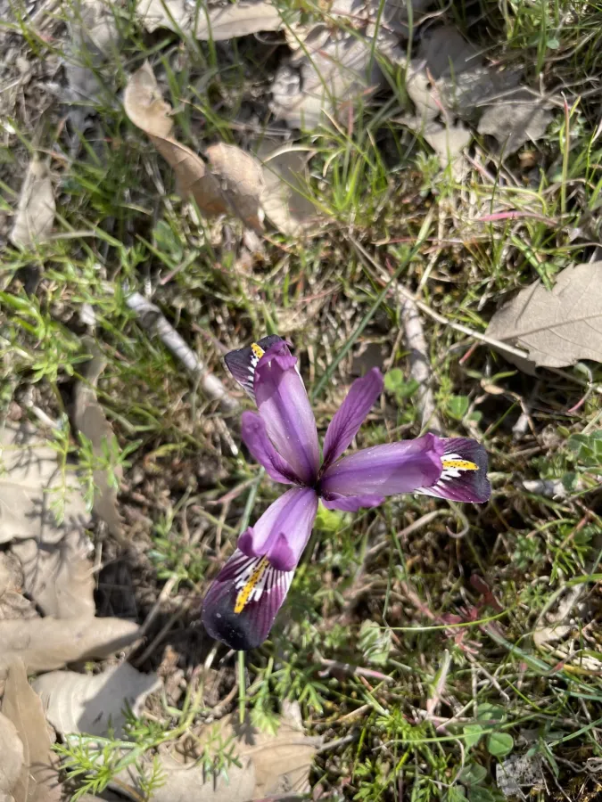 Iris zagrica