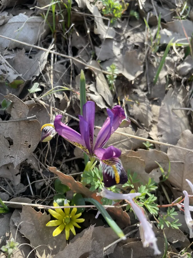 Iris zagrica